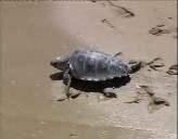 Imagen de Incidencias De Las Redes De Arrastre En Capturas Tortugas Marinas