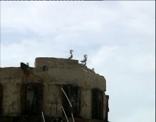 Imagen de La Colonia Más Importante De Gaviota Audouin Se Encuentra En Parque De La Mata Torrevieja