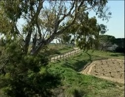 Imagen de Medio Ambiente Edita Una Guía Sobre Plantas Invasoras En El Parque Natural De La Mata Y Torrevieja