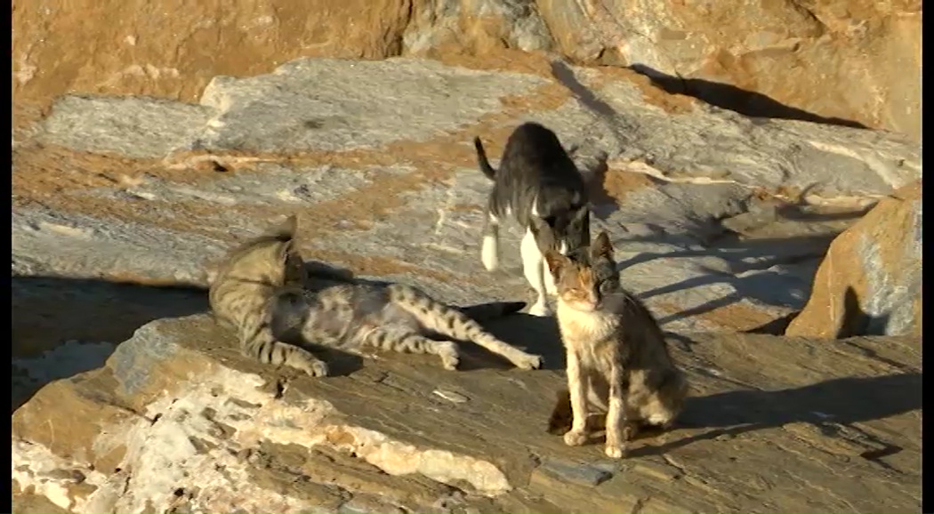 Imagen de Torrevieja se suma al plan de ayudas de Diputación para el control de colonias de gatos