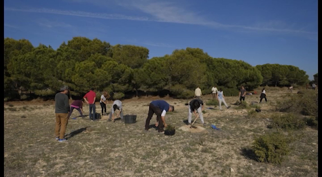 Imagen de Alumnos del IES Mare Nostrum plantan árboles en Lo Albentosa