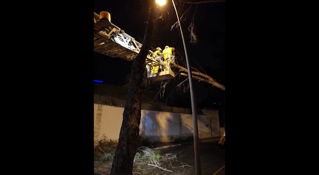 Imagen de Un árbol, a punto de caer tras quedar apoyado sobre un cable telefónico