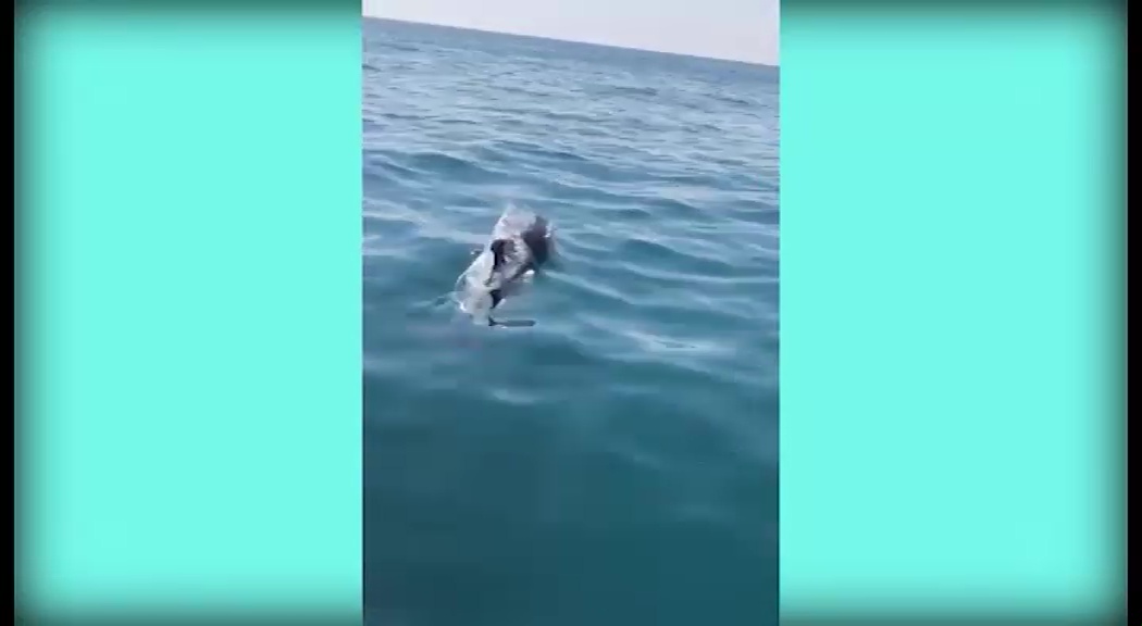 Imagen de Un grupo de delfines mulares recorre la costa de Torrevieja
