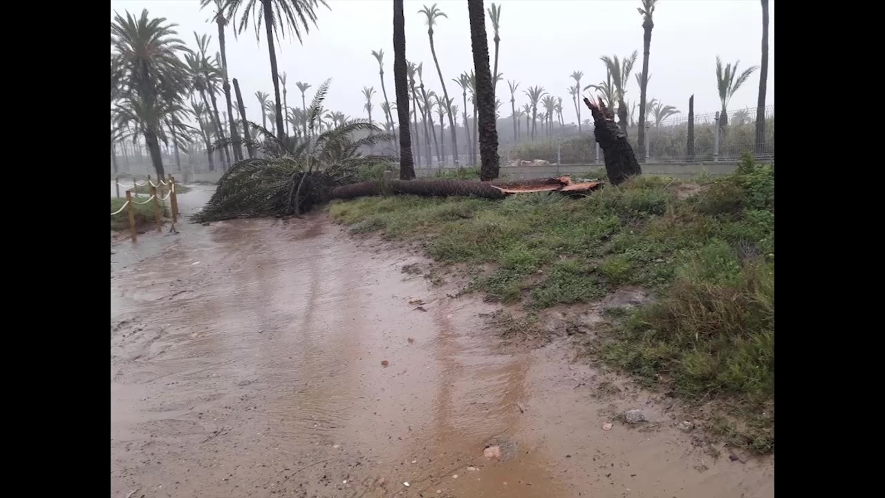 Imagen de Cae una palmera de 13 metros de longitud y unos 130 años de edad en Lo Ferrís