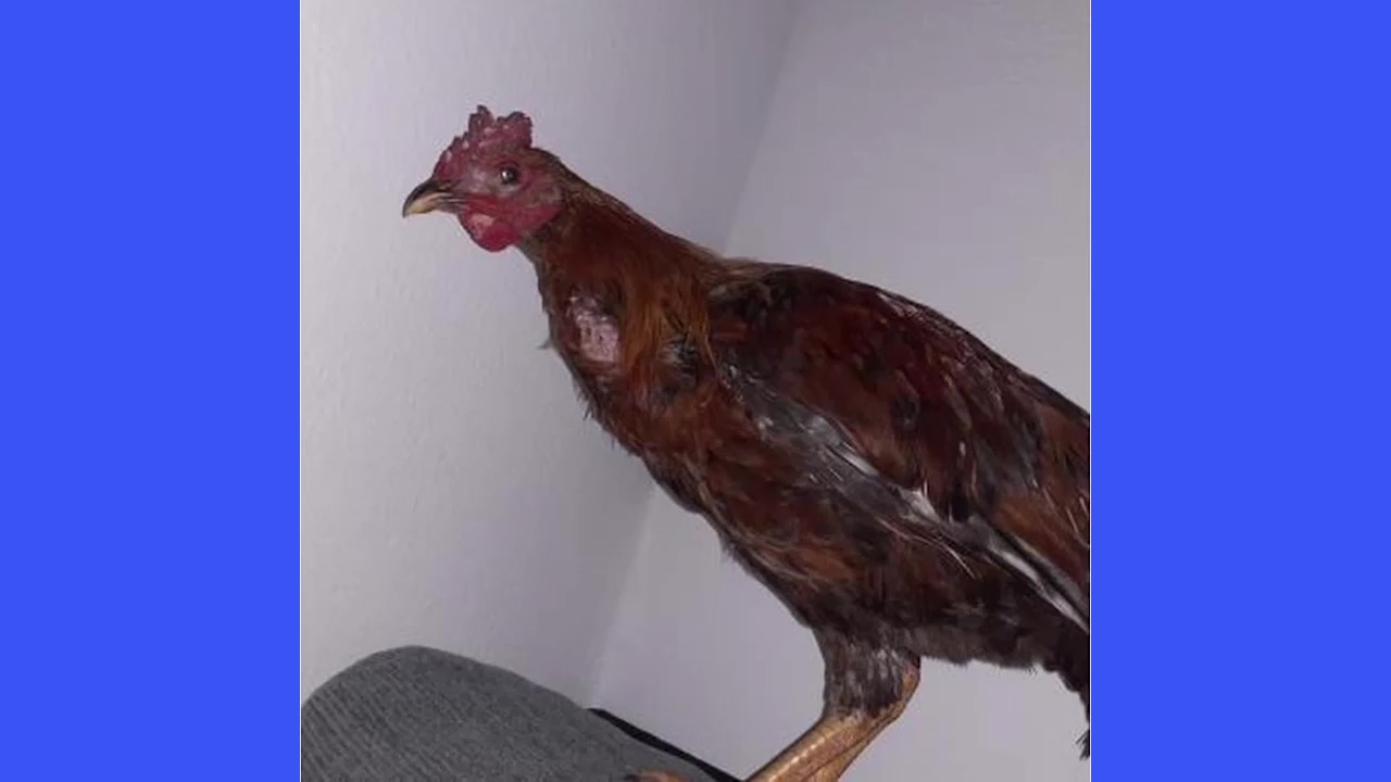 Imagen de Parker, el gallo para el que se busca adopción