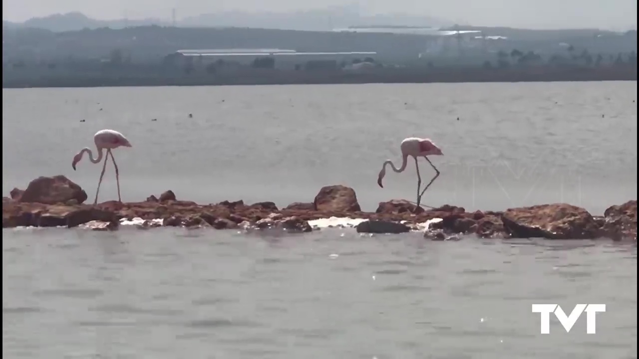 Imagen de Los flamencos se dan cita en las Lagunas