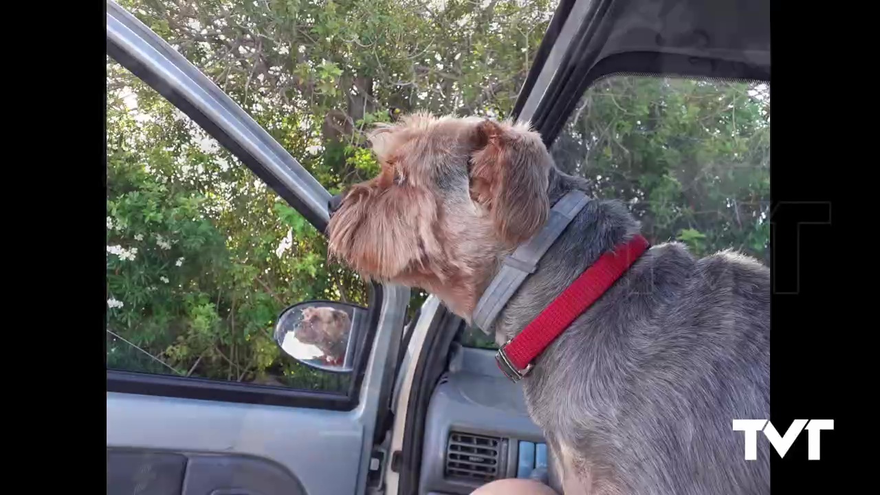 Imagen de Localizado el perro que estaba dentro del coche robado en Torrevieja