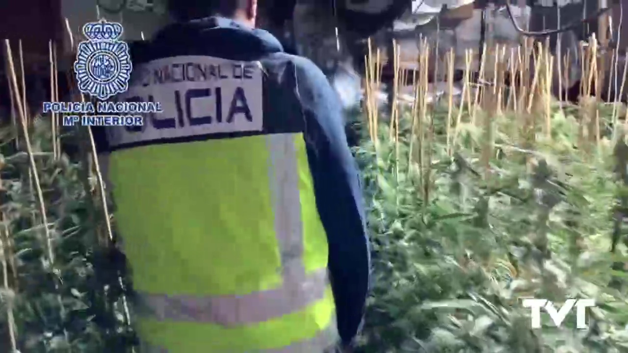 Imagen de PN desarticula grupo criminal dedicado a la plantación y distribución de marihuana