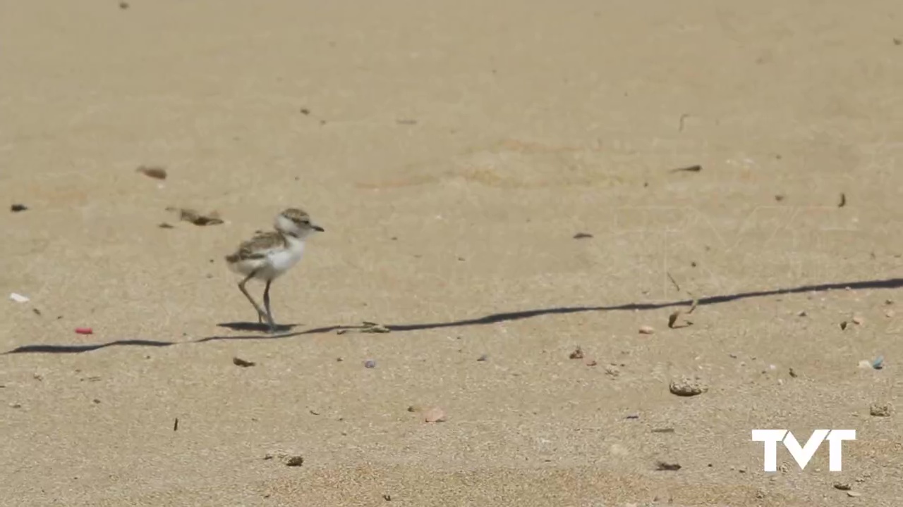 Imagen de Éxito reproductivo del Chorlitejo Patinegro en Torrevieja con el nacimiento de 13 pollos