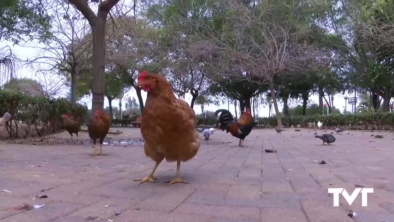 Imagen de LV y vecinos piden al Ayuntamiento que se haga cargo de las aves del Parque de las Naciones