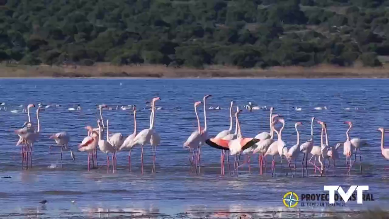 Imagen de Vida animal, en estado puro, en Torrevieja