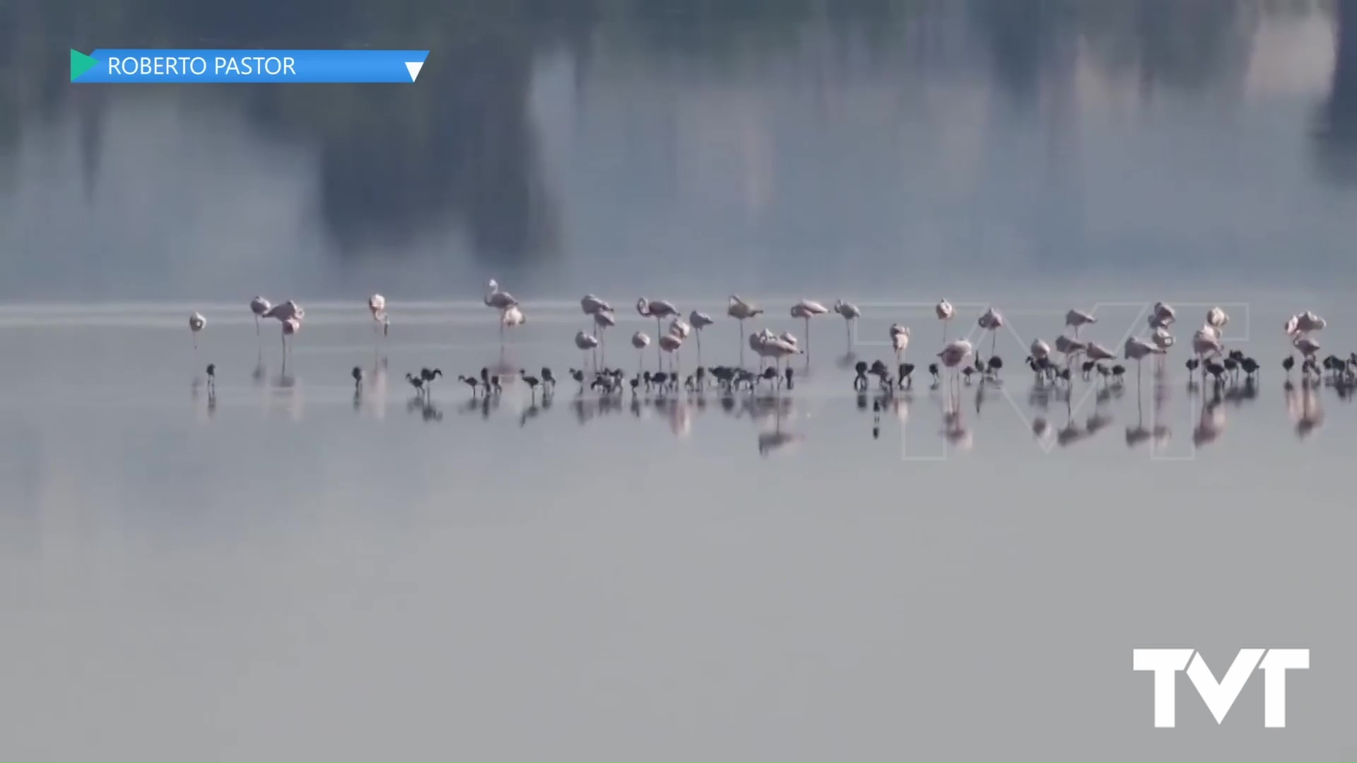 Imagen de Una extraordinaria guardería en las Lagunas de Torrevieja y La Mata