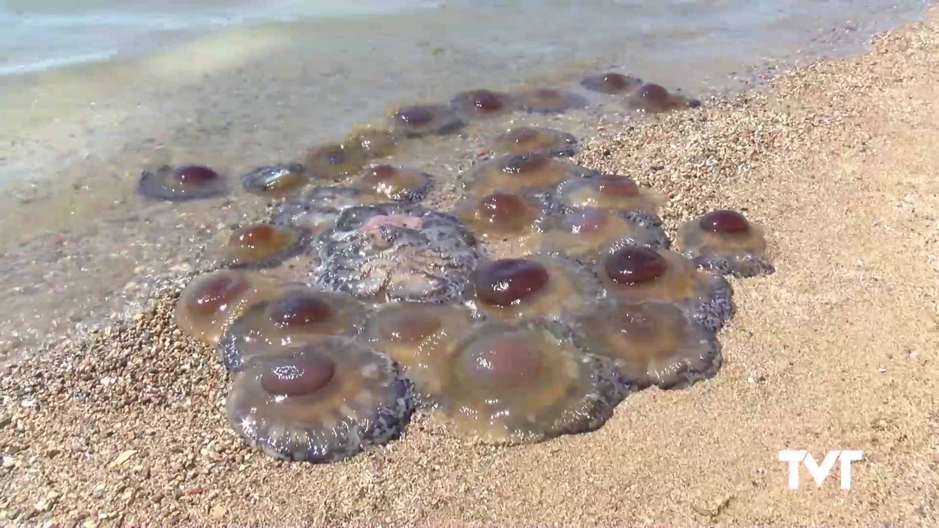 Imagen de Las medusas invaden la zona de baño del Acequión