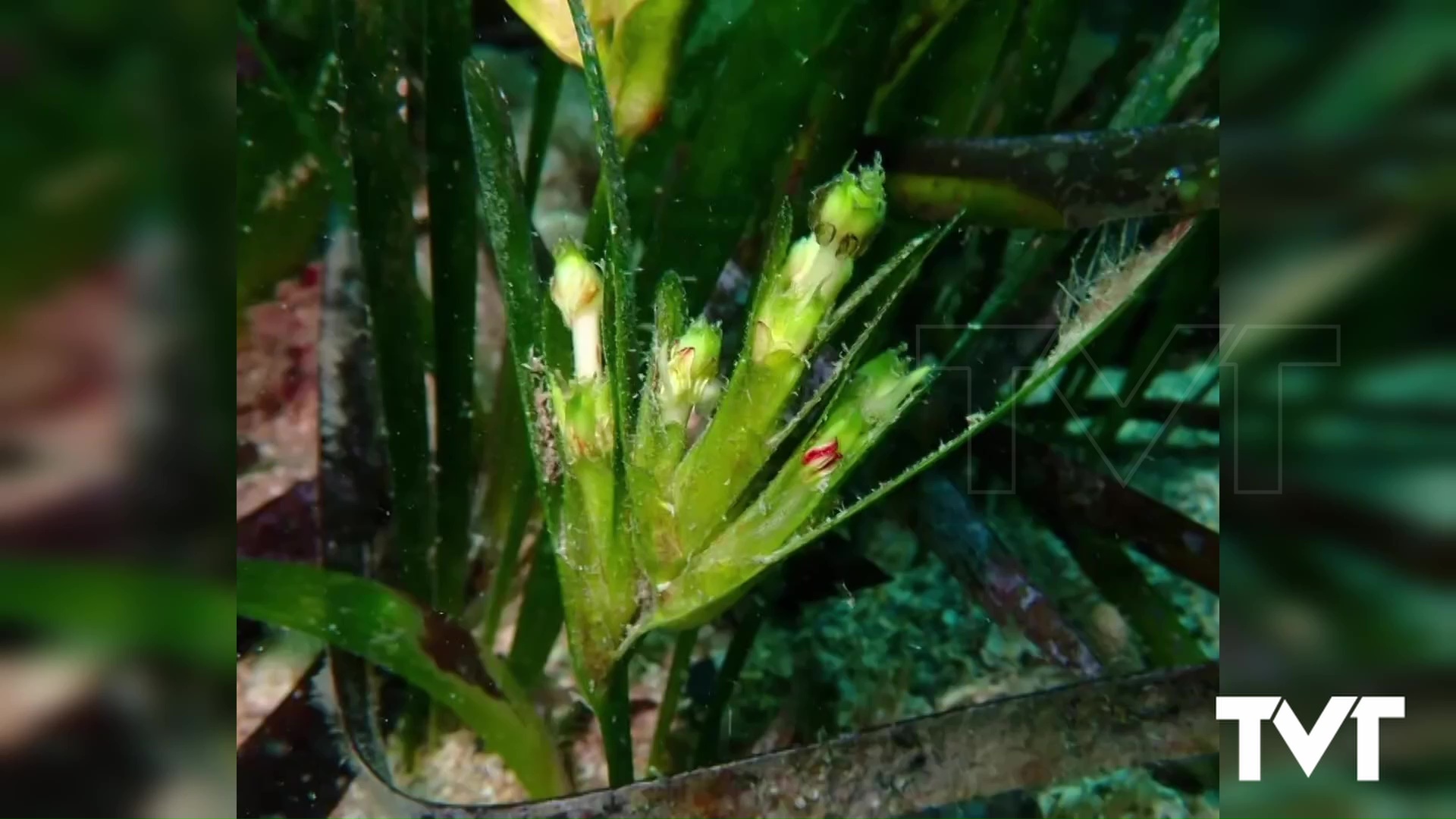 Imagen de Florecen las praderas de posidonia en Torrevieja 