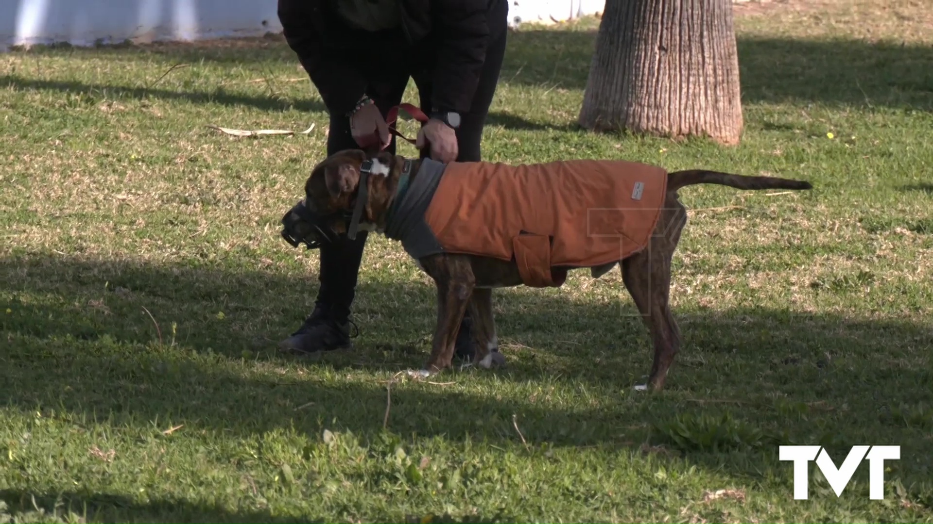 Imagen de Se inician los trámites para adaptar la ordenanza municipal de tenencia de animales a la nueva ley de bienestar animal 