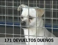 Imagen de La Perrera Municipal Recogió Un Total De 619 Animales Durante El Año 2009