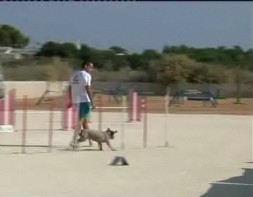 Imagen de Torrevieja Acoge Pruebas Agilty Puntuables Para Campeonato De España