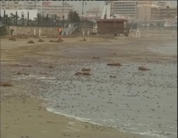 Imagen de Un Banco De Medusas Invade La Costa De La Playa De La Mata