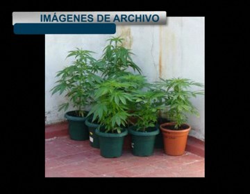 Imagen de La Guardia Civil De Torrevieja Incauta 12 Plantas De Marihuana En Calle La Sal