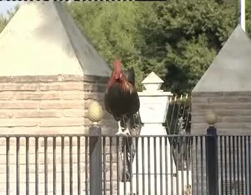 Imagen de El parque de las naciones contará con un aviario para las gallináceas
