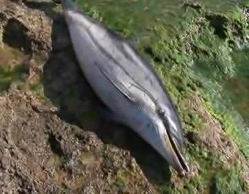 Imagen de Hallado muerto un delfín listado adulto en la zona de Las Columnas
