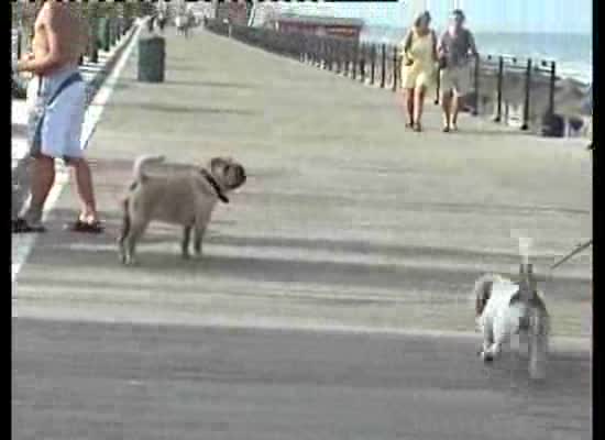 Imagen de El PSOE de Torrevieja pide que se habiliten tramos en playas para paseo de los perros