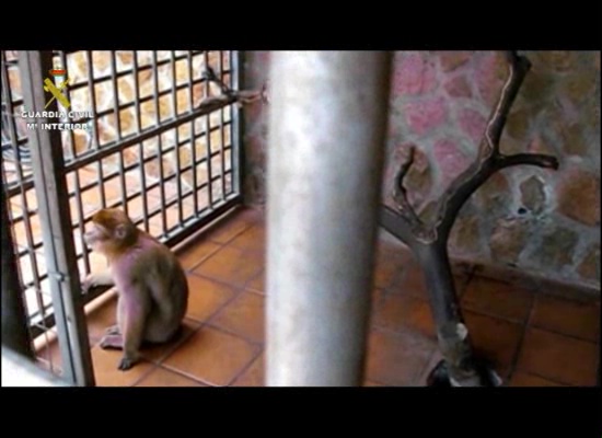 Imagen de La Guardia Civil recupera una hembra de Macaco de Berberia en Torrevieja