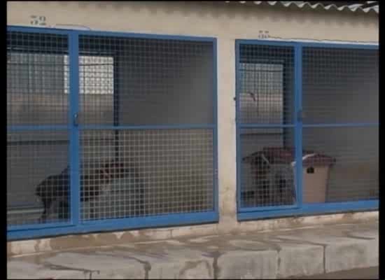 Imagen de Ciudadanos Torrevieja reclama mejora en el servicio de recogida de perros abandonados