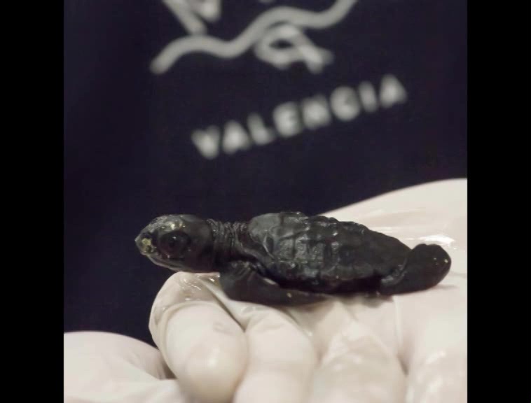 Imagen de Nacen las primeras tortugas procedentes de la que desovó en Torrevieja