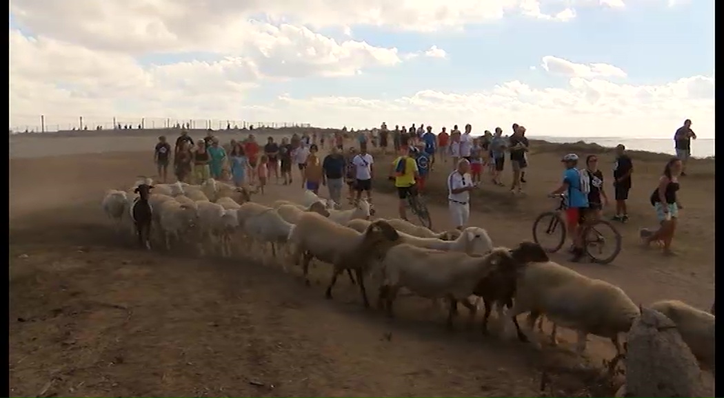 Imagen de Una protesta con una treintena de ovejas pone en uso la vía pecuaria en Ferrís