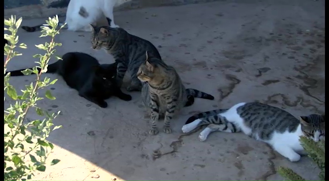 Imagen de El PP exige una especial limpieza en las zonas habilitadas como colonias de gatos