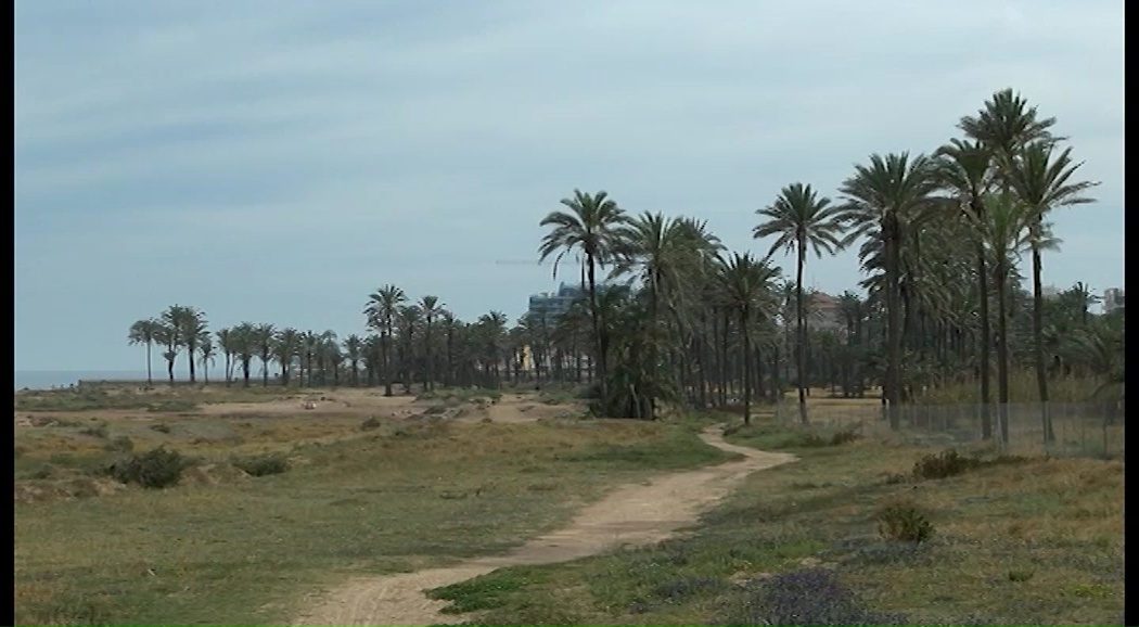 Imagen de Torrevieja podría ser la primera ciudad de la Vega Baja en disponer de una playa para perros