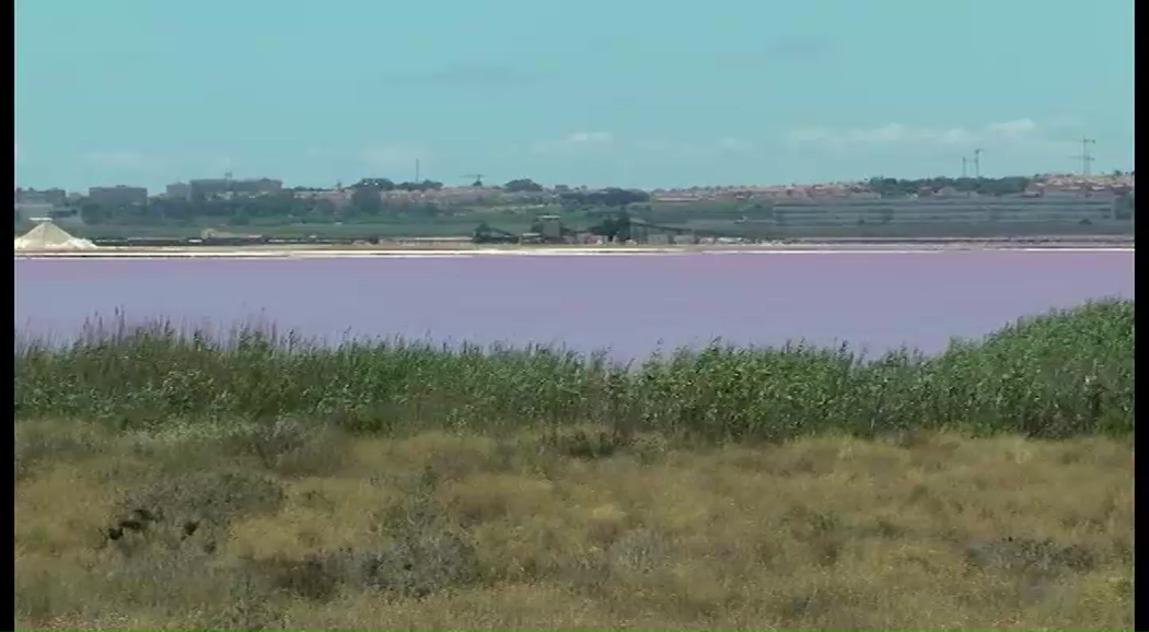 Imagen de Sueña Torrevieja alerta sobre las consecuencias de bombeos de agua hacia la Laguna de La Mata