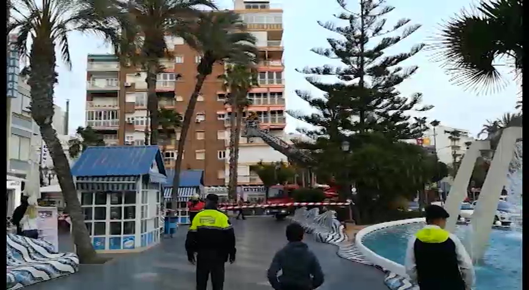 Imagen de Bomberos intervienen ante el peligro de desplome de una nueva palmera en Plaza Waldo Calero