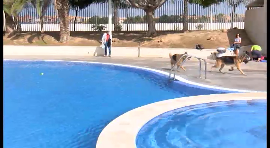 Imagen de ¡Al agua perros!: la piscina exterior municipal recibe a los últimos bañistas de la temporada
