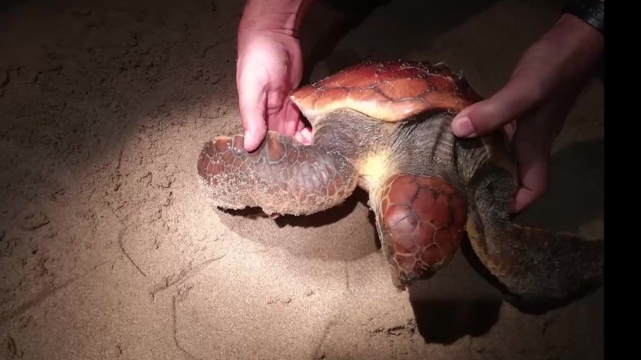 Imagen de Rescatada tortuga boba en la Playa de La Mata