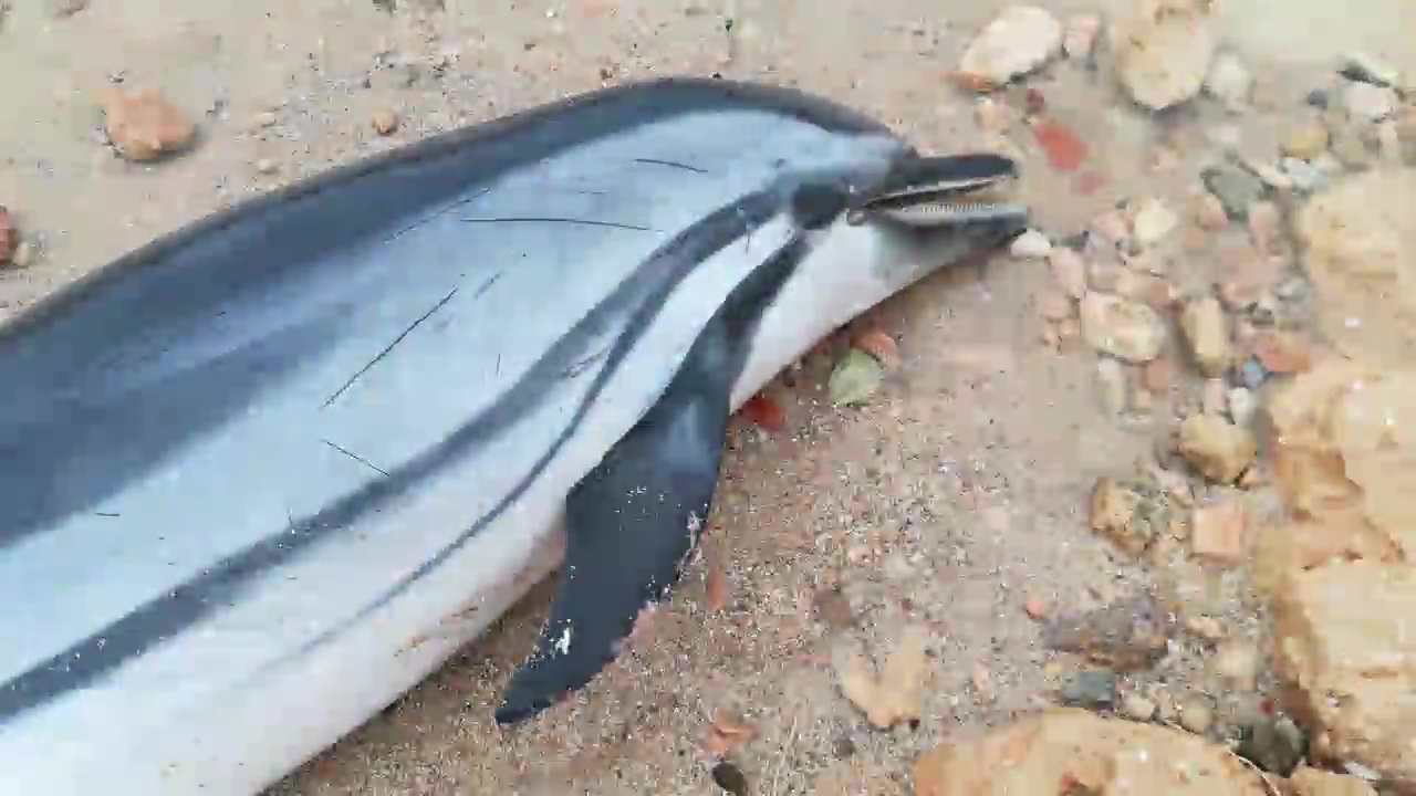 Imagen de Aparece un delfín listado en Cala Piteras