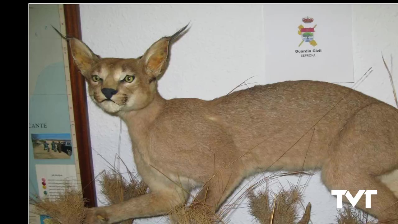 Imagen de Incautadas en Torrevieja y Elche piezas de especies protegidas que se vendían por internet