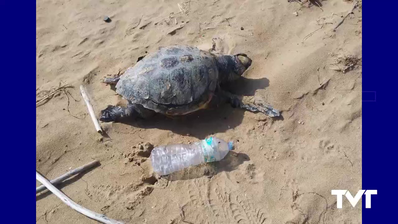 Imagen de Aparece varado en la playa de la Mata el cadáver de un ejemplar infantil de tortuga boba