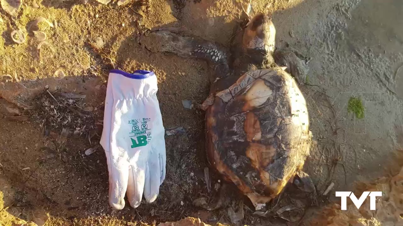 Imagen de Localizan una tortuga boba en Cabo Cervera