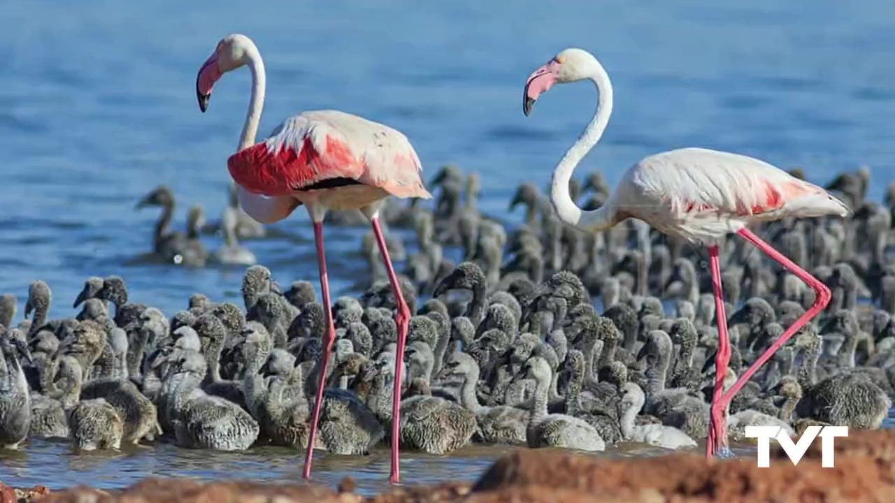 Imagen de Los flamencos se reproducen por primera vez en el PN de La Mata y Torrevieja