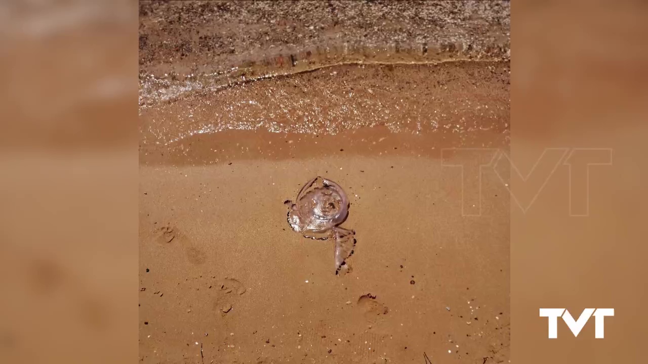 Imagen de Regresan las medusas a la playa de Los Náufragos