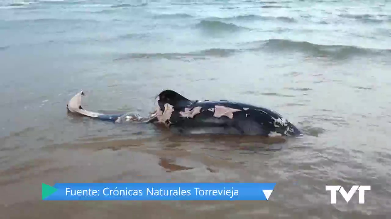 Imagen de Activado protocolo de varamientos ante cadáver de un delfín listado hallado en La Mata