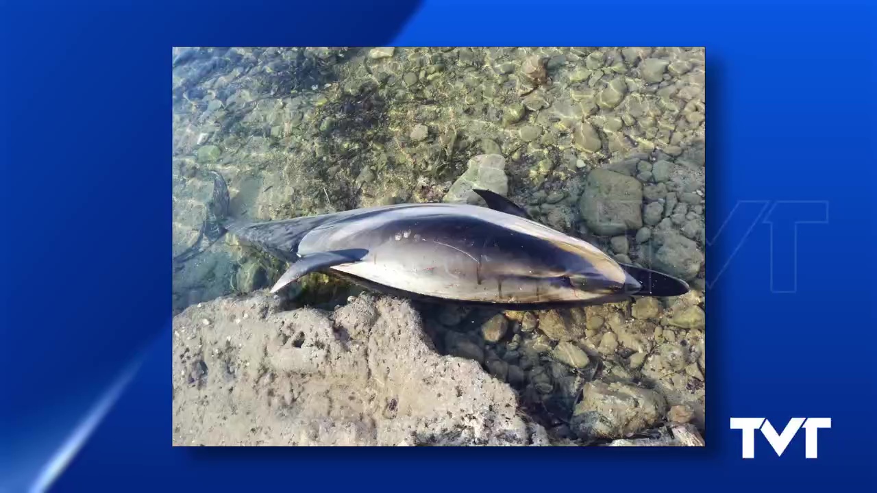 Imagen de Nuevo cadáver de delfín listado hallado en el litoral torrevejense