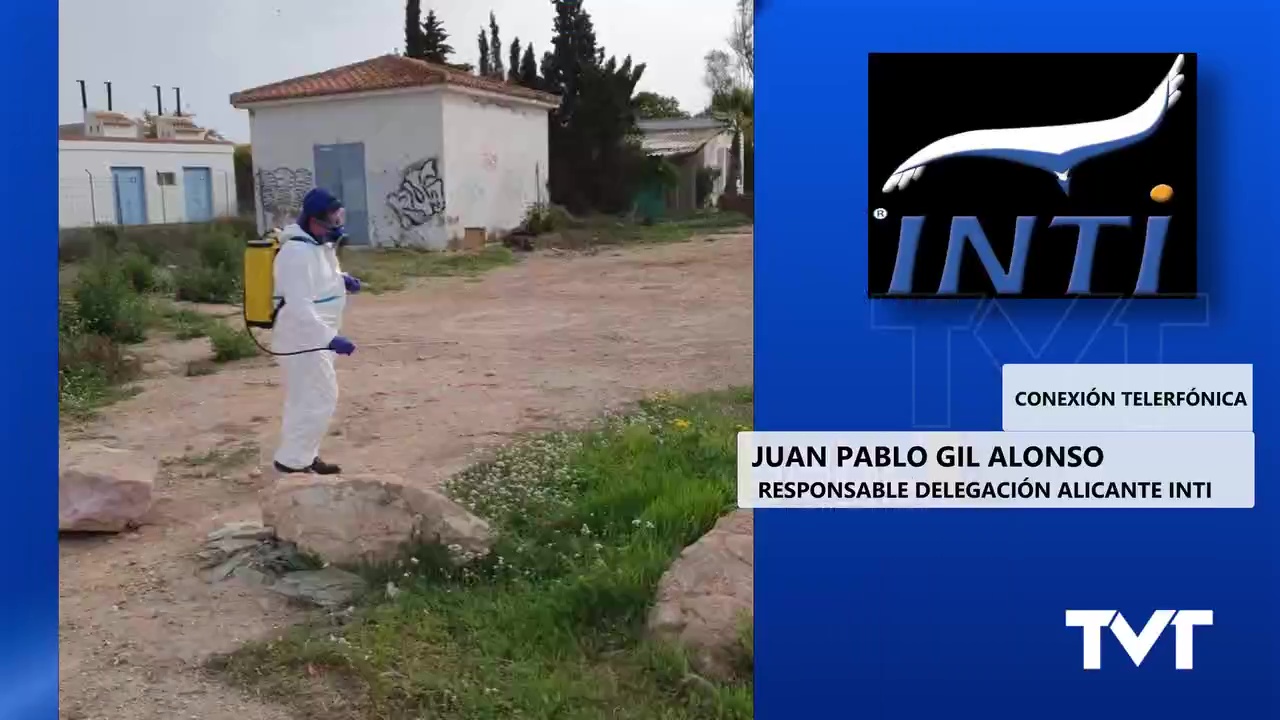Imagen de Comienzan las temidas plagas de mosquitos en muchas zonas de Torrevieja