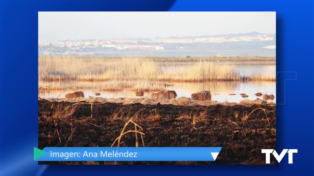 Imagen de Los nidos de gaviotas reidoras quedan desprotegidos tras el incendio en entorno de la laguna