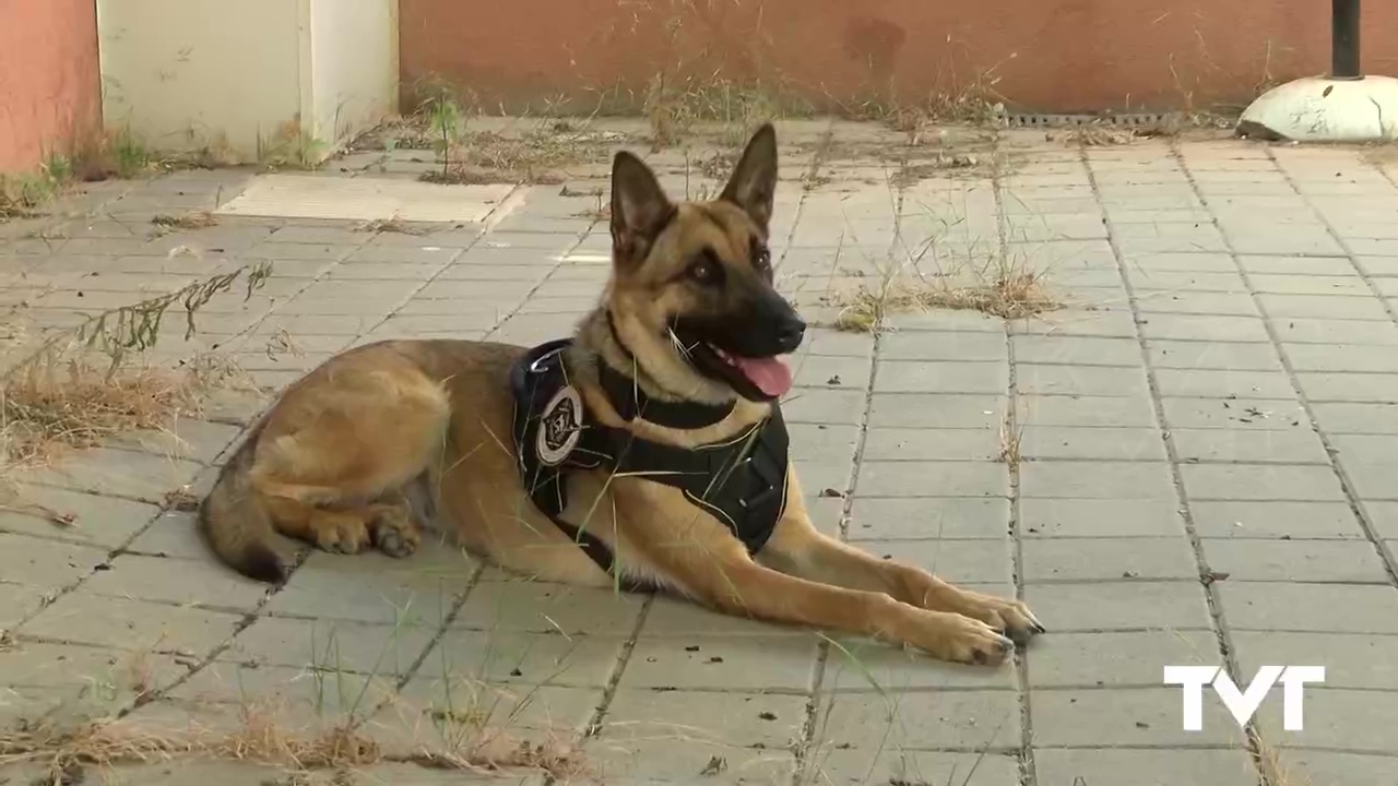 Imagen de La unidad canina de la policía local especializada en la prevención del consumo de estupefacientes