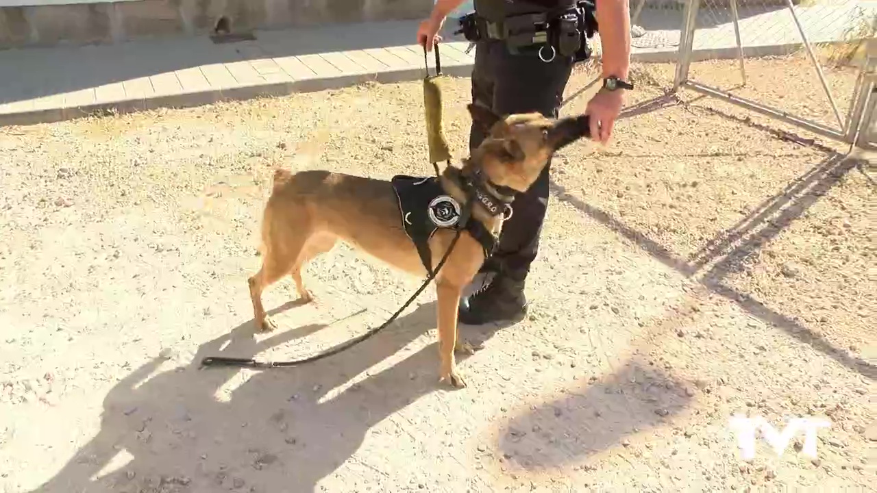 Imagen de La unidad canina de la policía local halla 22 paquetes de hachís en el Dique de Levante