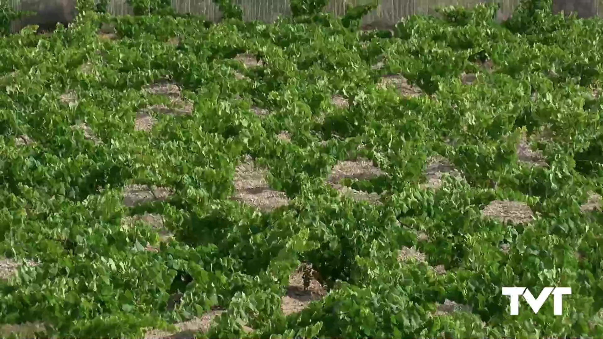 Imagen de Estafa de 45 toneladas de uva con denominación de origen protegida