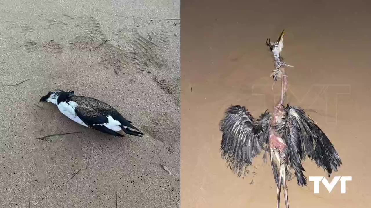 Imagen de Aparecen varados los cadáveres de un alca y una garza común en la Playa de la Mata
